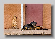 New Mexico - dog in doorway